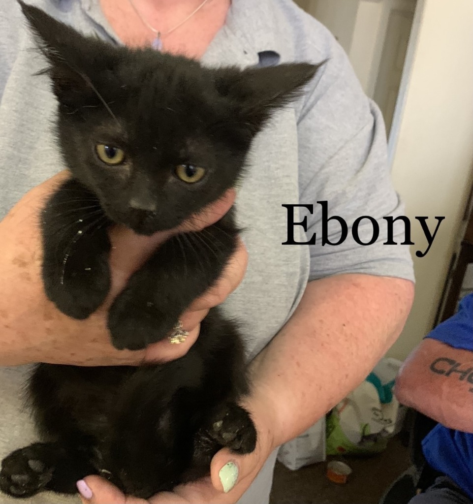 Kitten Ebony